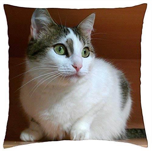 LESGAULEST Throw Pillow Cover -18x18 inch- - Cat Cute Cat Eyes Kitten Kitty Feline Pet LESGAULEST Throw Pillow Cover -18x18 inch- - Cat Cute Cat Eyes Kitten Kitty Feline Pet