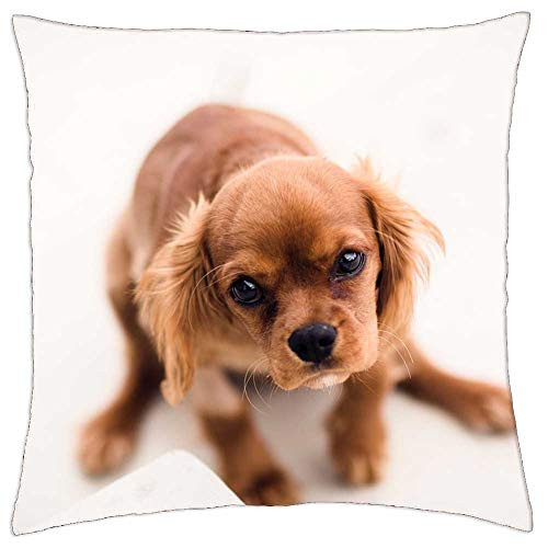 LESGAULEST Throw Pillow Cover -18x18 inch- - Brown Dog Puppy Pet