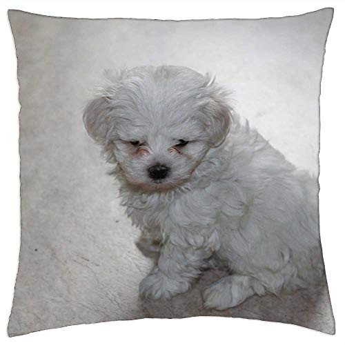 LESGAULEST Throw Pillow Cover -18x18 inch- - Puppy Dog Maltese Animal Cute Pet Canine LESGAULEST Throw Pillow Cover -18x18 inch- - Puppy Dog Maltese Animal Cute Pet Canine