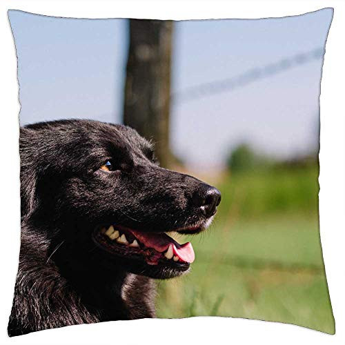 LESGAULEST Throw Pillow Cover -18x18 inch- - Black Puppy Dog Pet Animal Blur Green Grass