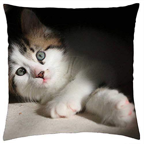 LESGAULEST Throw Pillow Cover -18x18 inch- - Kittens Kitten Cat Cute Feline Pet Young Kitty LESGAULEST Throw Pillow Cover -18x18 inch- - Kittens Kitten Cat Cute Feline Pet Young Kitty