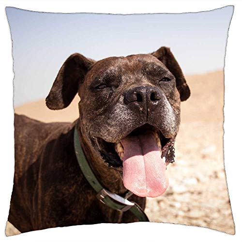 LESGAULEST Throw Pillow Cover -18x18 inch- - Dog Nature Sun Cute Puppy Pet Animal Young LESGAULEST Throw Pillow Cover -18x18 inch- - Dog Nature Sun Cute Puppy Pet Animal Young
