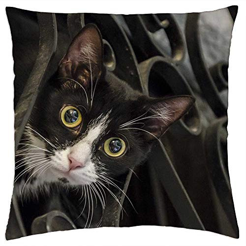 LESGAULEST Throw Pillow Cover -18x18 inch- - Cat Curious Cute Pet Funny Feline Kitty Adorable