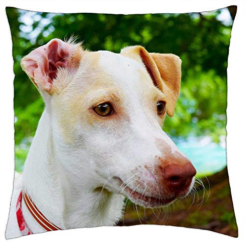 LESGAULEST Throw Pillow Cover -18x18 inch- - Dog Animals Puppies Pet Puppy Pets Canine LESGAULEST Throw Pillow Cover -18x18 inch- - Dog Animals Puppies Pet Puppy Pets Canine