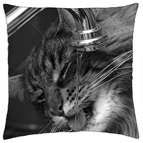 LESGAULEST Throw Pillow Cover -18x18 inch- - Cats Pet Cat Animal Cat Face Feline Animals LESGAULEST Throw Pillow Cover -18x18 inch- - Cats Pet Cat Animal Cat Face Feline Animals