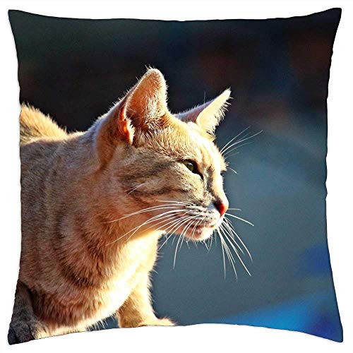 LESGAULEST Throw Pillow Cover -18x18 inch- - Cat Mieze Kitten Tiger Cat Mackerel Pet Animal