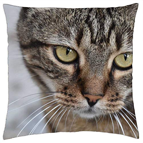 LESGAULEST Throw Pillow Cover -18x18 inch- - Cat Sad Sweet Pet Dear Kitten Tiger Cat