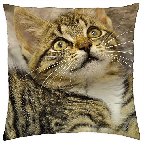 LESGAULEST Throw Pillow Cover -18x18 inch- - Cat Mieze Mackerel Pet Hangover Watched Animal