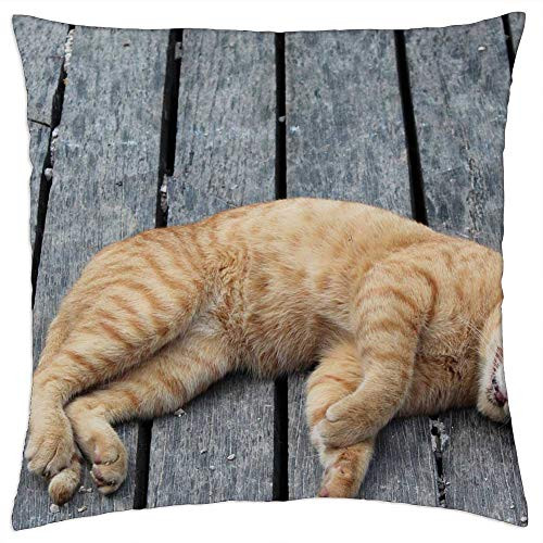 LESGAULEST Throw Pillow Cover -18x18 inch- - Cat Sleeping Animal Pet Kitten Cute Feline Kitty LESGAULEST Throw Pillow Cover -18x18 inch- - Cat Sleeping Animal Pet Kitten Cute Feline Kitty
