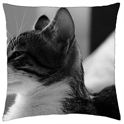 LESGAULEST Throw Pillow Cover -18x18 inch- - Cat Black and White Cats Feline Look LESGAULEST Throw Pillow Cover -18x18 inch- - Cat Black and White Cats Feline Look