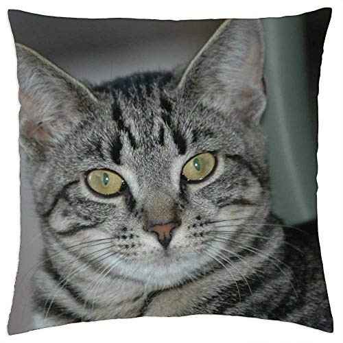LESGAULEST Throw Pillow Cover -18x18 inch- - Tiger Cat Cat Kitten Animal Cute Pet Striped Cat