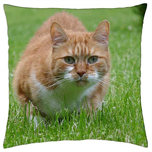 LESGAULEST Throw Pillow Cover -18x18 inch- - Cat Red Tomcat Mieze Mackerel Animal Pet