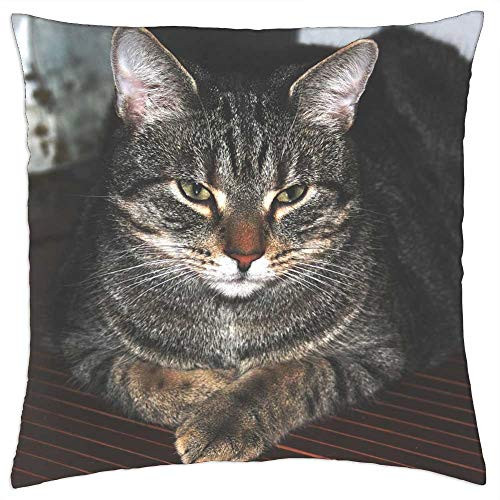 LESGAULEST Throw Pillow Cover -18x18 inch- - Cat Mieze Animals Pet Cat Eyes Mackerel