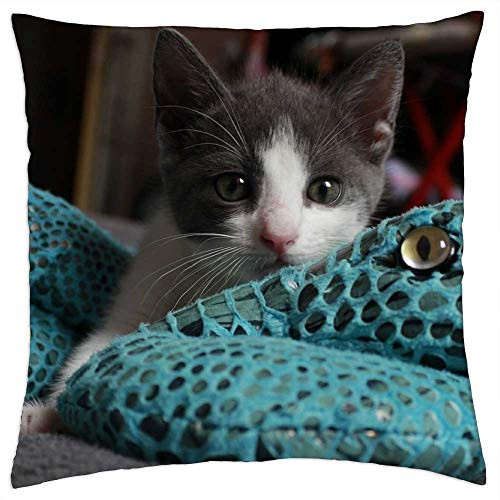 LESGAULEST Throw Pillow Cover -18x18 inch- - Kitten Cat Playing Feline Kitty Cute Pet