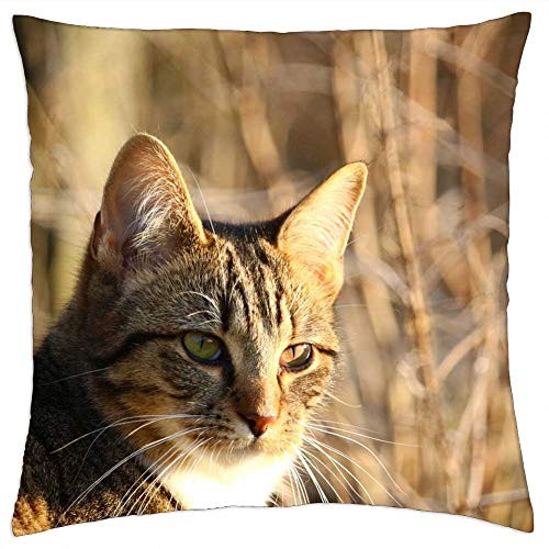 LESGAULEST Throw Pillow Cover -18x18 inch- - Cat Kitten Mackerel Mieze Tiger Cat Cat Face