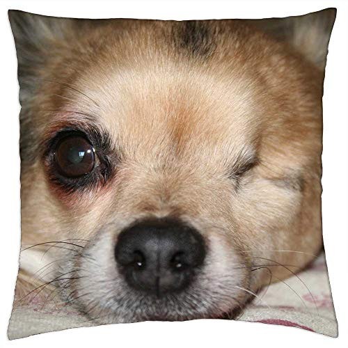 LESGAULEST Throw Pillow Cover -18x18 inch- - Chihuahua Dog Animal Pet Puppy Cute Canine LESGAULEST Throw Pillow Cover -18x18 inch- - Chihuahua Dog Animal Pet Puppy Cute Canine