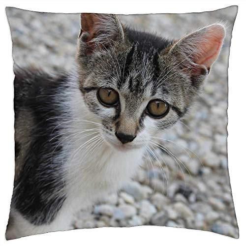 LESGAULEST Throw Pillow Cover -18x18 inch- - Cat Cheeky Pet Head Kitten Cat Eyes Tiger Cat
