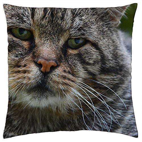 LESGAULEST Throw Pillow Cover -18x18 inch- - Cat Pets Animal Cute Sweet Whisker 1 LESGAULEST Throw Pillow Cover -18x18 inch- - Cat Pets Animal Cute Sweet Whisker 1