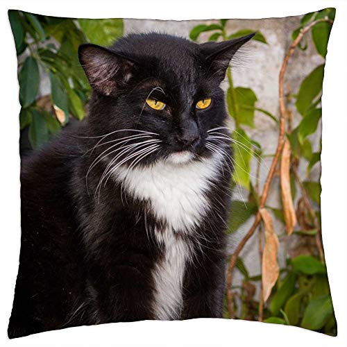 LESGAULEST Throw Pillow Cover -18x18 inch- - Cat Kitty Gato Kitten Cute Domestic Animal Pet