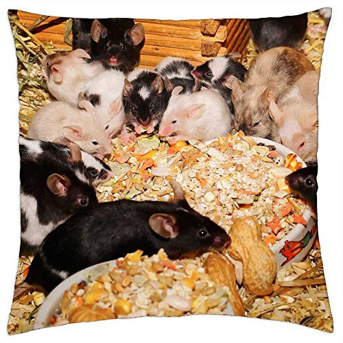 LESGAULEST Throw Pillow Cover -16x16 inch- - Mice FarbmAuse Cute Sweet Tame Kulleraugen 1 LESGAULEST Throw Pillow Cover -16x16 inch- - Mice FarbmAuse Cute Sweet Tame Kulleraugen 1
