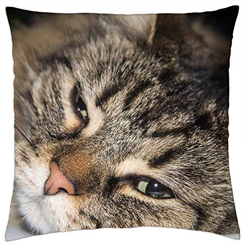 LESGAULEST Throw Pillow Cover -18x18 inch- - Cat Norwegian Forest Cat Cat Eyes Cute Ears Head