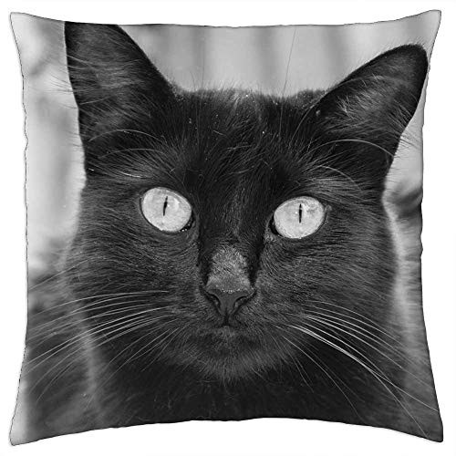 LESGAULEST Throw Pillow Cover -18x18 inch- - Gato Cat an Animal Kitty Cute Pet Feline Kitten LESGAULEST Throw Pillow Cover -18x18 inch- - Gato Cat an Animal Kitty Cute Pet Feline Kitten