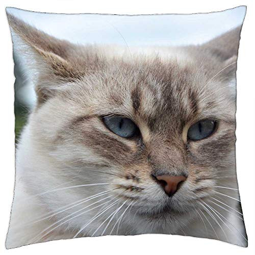 LESGAULEST Throw Pillow Cover -18x18 inch- - Cat Head Cat Cat Eyes Pussy Female Feline LESGAULEST Throw Pillow Cover -18x18 inch- - Cat Head Cat Cat Eyes Pussy Female Feline