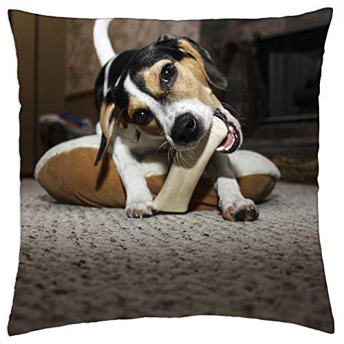 LESGAULEST Throw Pillow Cover -16x16 inch- - Dog Bone Pet Puppy Canine Dog Bone Animal Chew