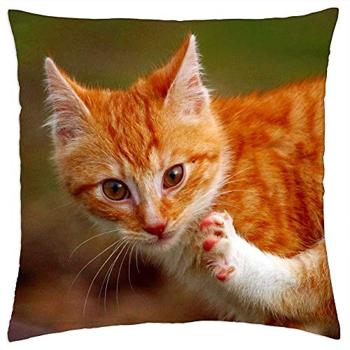 LESGAULEST Throw Pillow Cover -18x18 inch- - Cat Kitten Cat Baby Mieze Paw