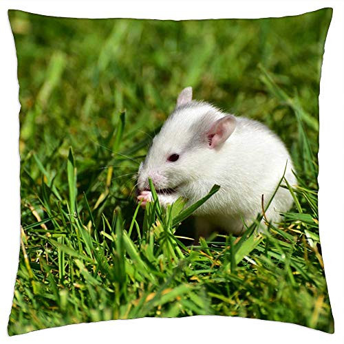 LESGAULEST Throw Pillow Cover -18x18 inch- - Rat Baby Rats Needy Cute Nager Sweet Baby LESGAULEST Throw Pillow Cover -18x18 inch- - Rat Baby Rats Needy Cute Nager Sweet Baby