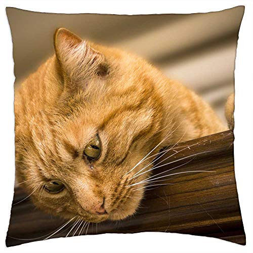 LESGAULEST Throw Pillow Cover -18x18 inch- - Cat Feline Animal Animals Felines Pet Cats Puppy LESGAULEST Throw Pillow Cover -18x18 inch- - Cat Feline Animal Animals Felines Pet Cats Puppy