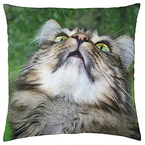 LESGAULEST Throw Pillow Cover -18x18 inch- - Cat Maine Coon Cat Feline Kitten Kitty Pet Animal LESGAULEST Throw Pillow Cover -18x18 inch- - Cat Maine Coon Cat Feline Kitten Kitty Pet Animal