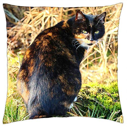 LESGAULEST Throw Pillow Cover -18x18 inch- - Cat Lucky Cat Three Coloured Mieze Cat Face Pet
