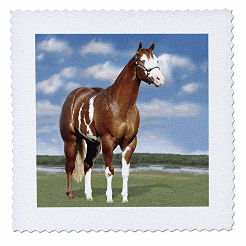 3dRose qs_3536_1 Champion Paint Quarter Horse-Quilt Square 10 by 10-Inch
