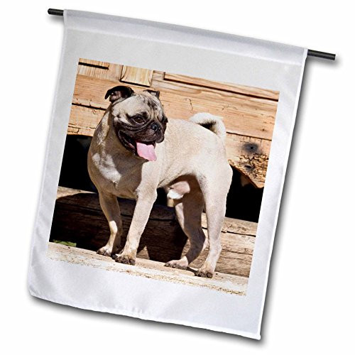 3dRose fl_192352_1"USA California Pug Standing On Wooden Bench Garden Flag 12 x 18