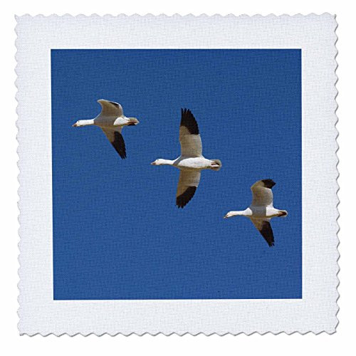 3dRose qs_92495_4 Snow Geese Birds Bosque Del Apache New Mexico - US32 AJE0000 - Adam Jones - Quilt Square 12 by 12-inch