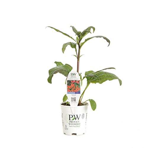 Proven Winners ECHPWP2027800 Lakota Live Plants