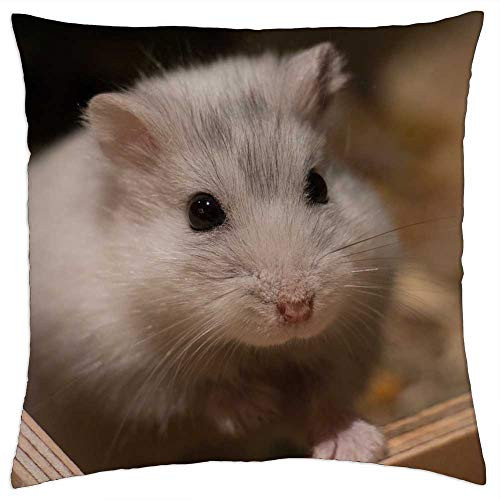 LESGAULEST Throw Pillow Cover -24x24 inch- - Cute Small Mammal Animal Hamster Dwarf Hamster LESGAULEST Throw Pillow Cover -24x24 inch- - Cute Small Mammal Animal Hamster Dwarf Hamster