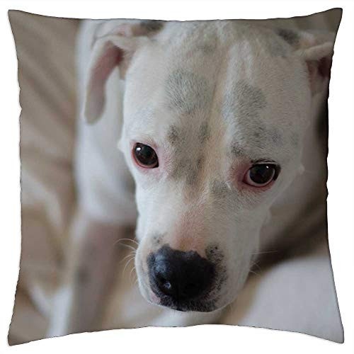 LESGAULEST Throw Pillow Cover -24x24 inch- - Dog Boxer Canine Animal Pet White Doggy Cute
