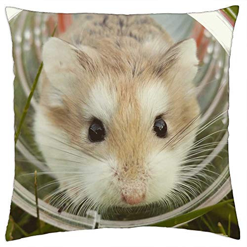 LESGAULEST Throw Pillow Cover -24x24 inch- - Hamster Brown Cute Animal Pet Rodent Small Mouse LESGAULEST Throw Pillow Cover -24x24 inch- - Hamster Brown Cute Animal Pet Rodent Small Mouse
