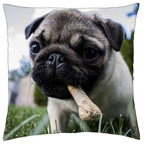 LESGAULEST Throw Pillow Cover -24x24 inch- - Puppy Bone Dog Pet Animal Food Chewing Eating LESGAULEST Throw Pillow Cover -24x24 inch- - Puppy Bone Dog Pet Animal Food Chewing Eating