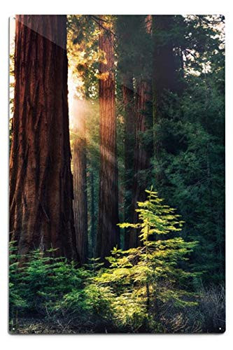 Lantern Press Redwood National Park California - Sunlit Trees 9004052 -6x9 Aluminum Wall Sign Wall Decor Ready to Hang-