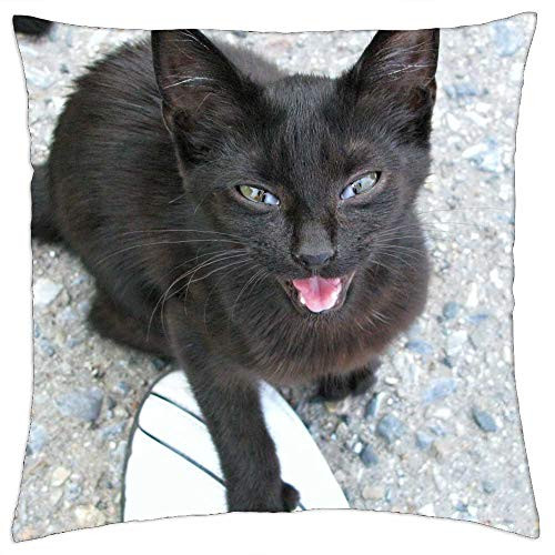 LESGAULEST Throw Pillow Cover -24x24 inch- - Cat Kitty Kitten Little Young Tiny Feline Pet LESGAULEST Throw Pillow Cover -24x24 inch- - Cat Kitty Kitten Little Young Tiny Feline Pet