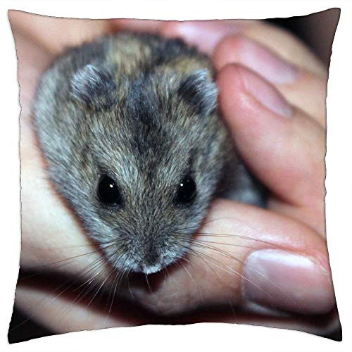 LESGAULEST Throw Pillow Cover -24x24 inch- - Hamster Rodent Pet LESGAULEST Throw Pillow Cover -24x24 inch- - Hamster Rodent Pet