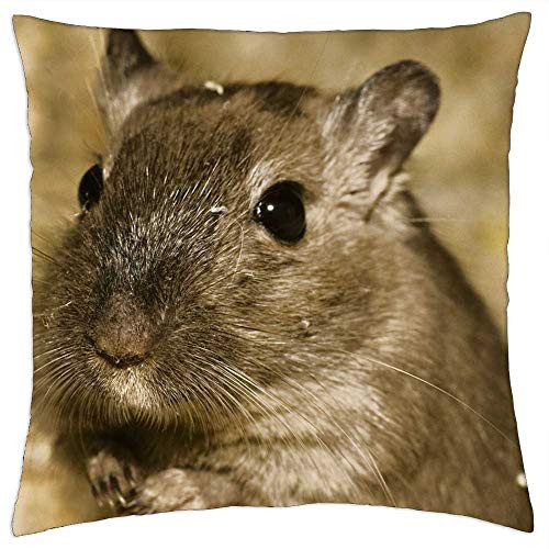LESGAULEST Throw Pillow Cover -24x24 inch- - Hamster Pet Sweet Cage Begging Cute Hamsters