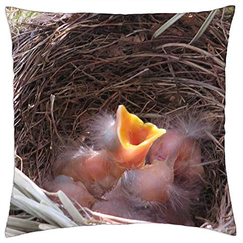 LESGAULEST Throw Pillow Cover -24x24 inch- - Bird Nest Blackbird Bird Breeding Nest