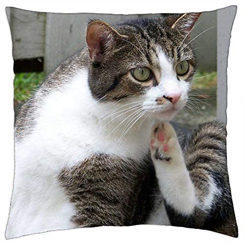 LESGAULEST Throw Pillow Cover -24x24 inch- - Cat Animal Pet Scratching Feline Kitten Domestic