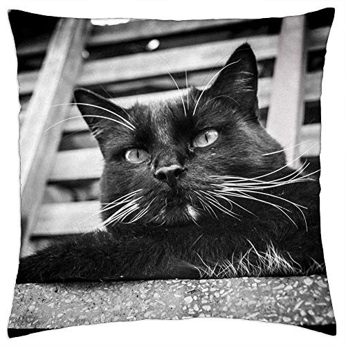 LESGAULEST Throw Pillow Cover -24x24 inch- - Cat Gato A Animal Kitty Cute Feline Pet Kitten LESGAULEST Throw Pillow Cover -24x24 inch- - Cat Gato A Animal Kitty Cute Feline Pet Kitten