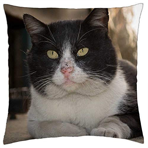 LESGAULEST Throw Pillow Cover -24x24 inch- - Gato Animal Pet Cat Kitty Feline Kitten Meow LESGAULEST Throw Pillow Cover -24x24 inch- - Gato Animal Pet Cat Kitty Feline Kitten Meow