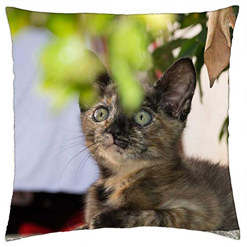 LESGAULEST Throw Pillow Cover -24x24 inch- - Cat Gato Animal Kitty Cute Feline Pet Kitten LESGAULEST Throw Pillow Cover -24x24 inch- - Cat Gato Animal Kitty Cute Feline Pet Kitten